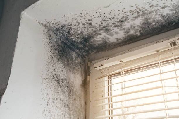 Affordable Mold Remediation solutions in Henderson, CO